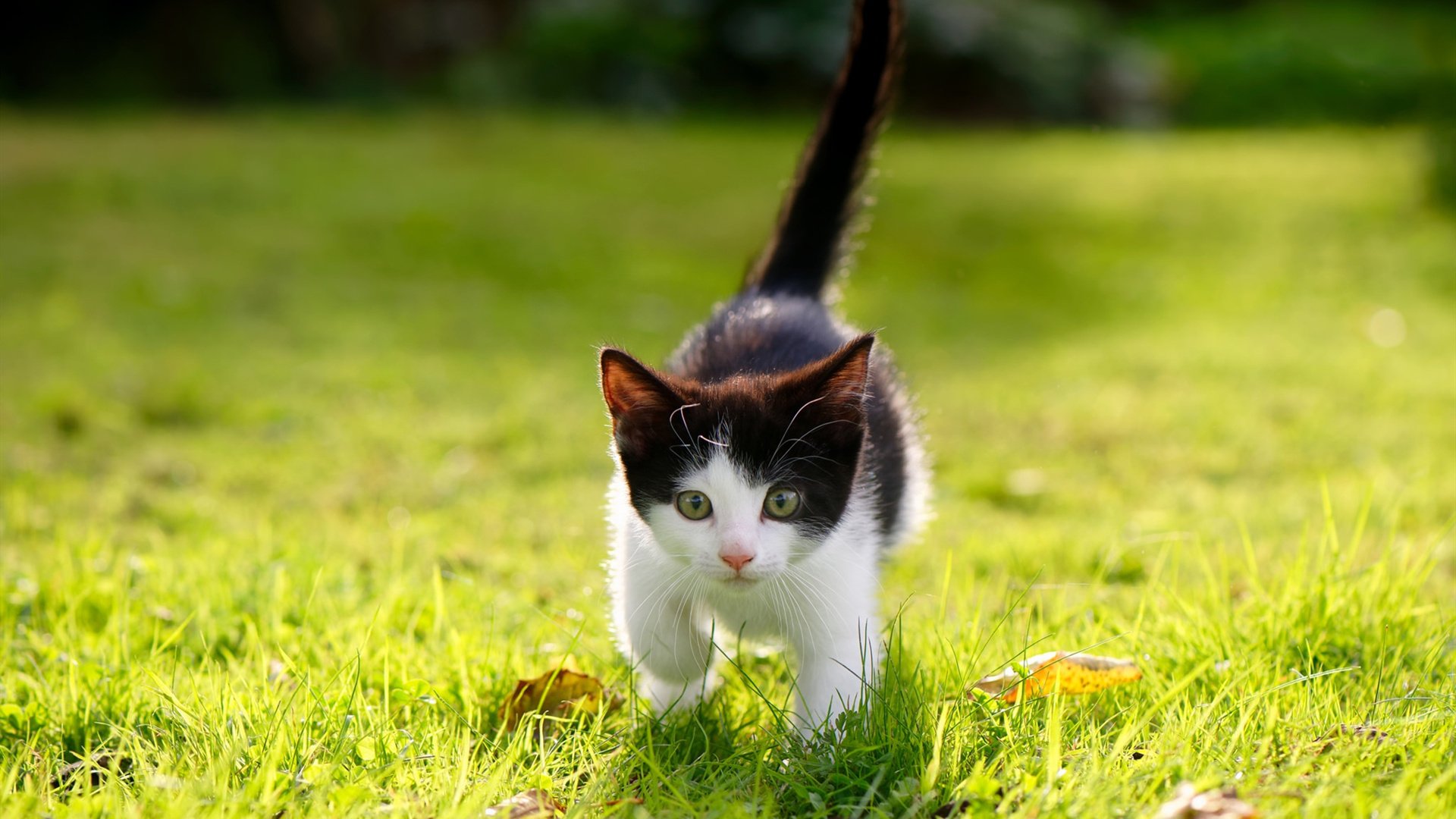 印度队在2024年混合团体世界杯表现不凡,印度参加世界杯预选赛了吗