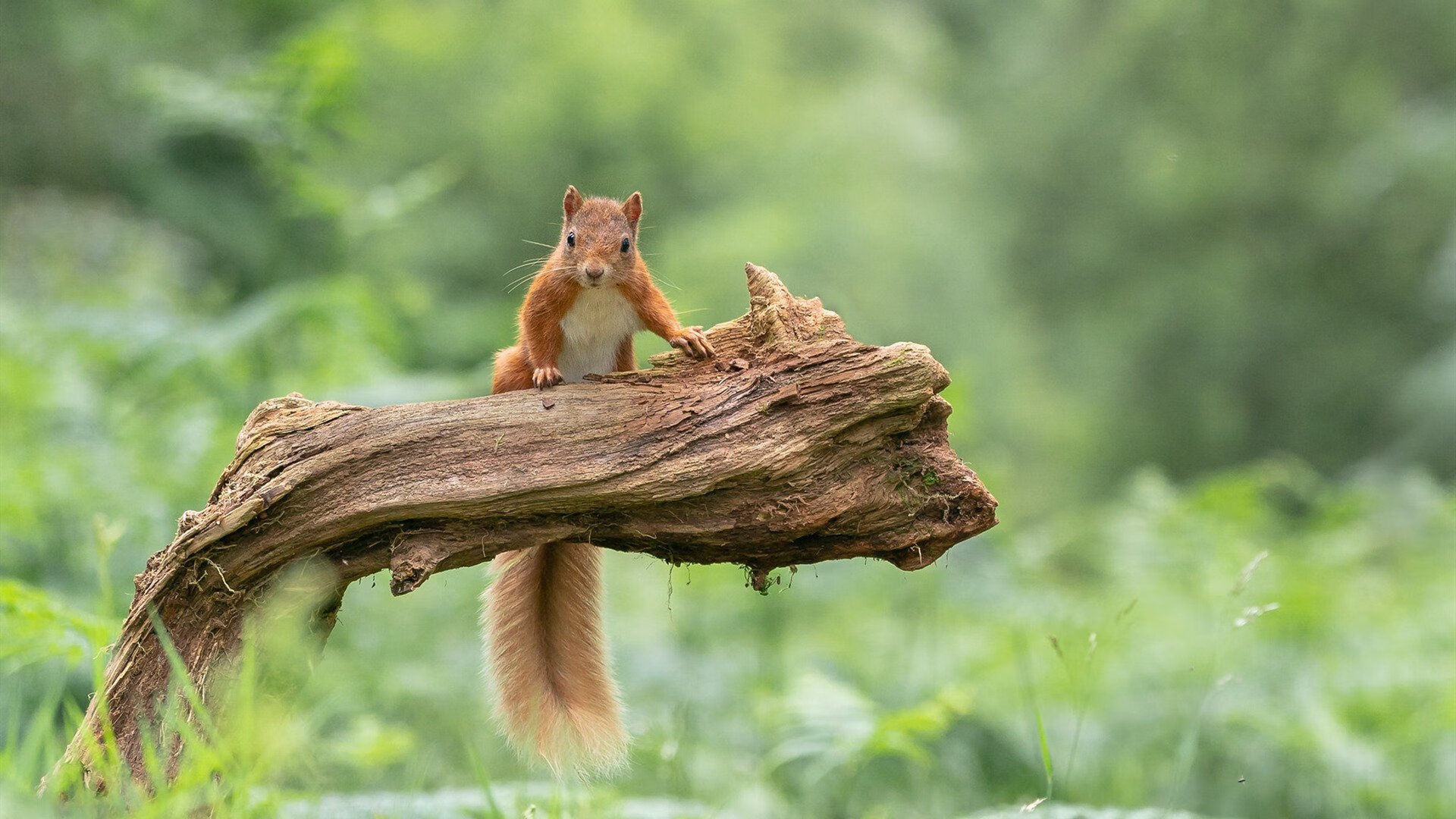 埃及队在2024年混合团体世界杯中的关键策略，埃及参加世界杯