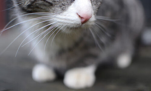 新赛制下,乒乓球团体赛成主流趋势,乒乓球团体赛的赛制