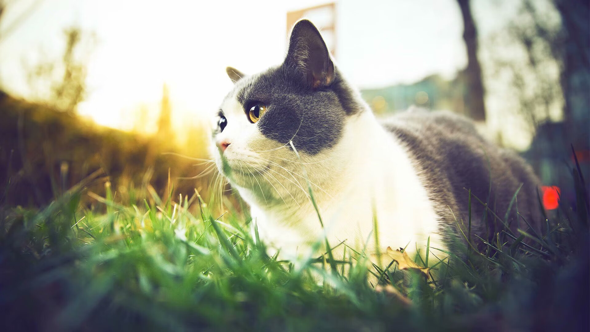 比赛节奏是否能通过对位压制来干扰,在比赛中如果选手的基本节奏错误则该选手判为