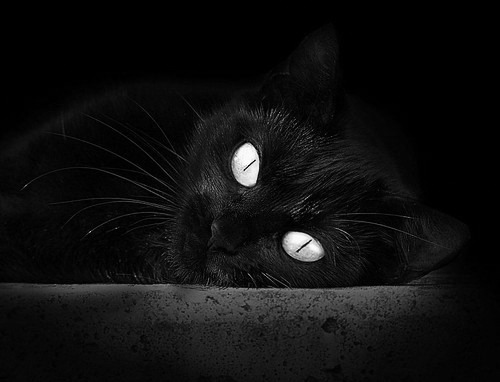 开云体育app-东契奇攻防一体独行侠防守效率提升，东契奇三双独行侠击退马刺