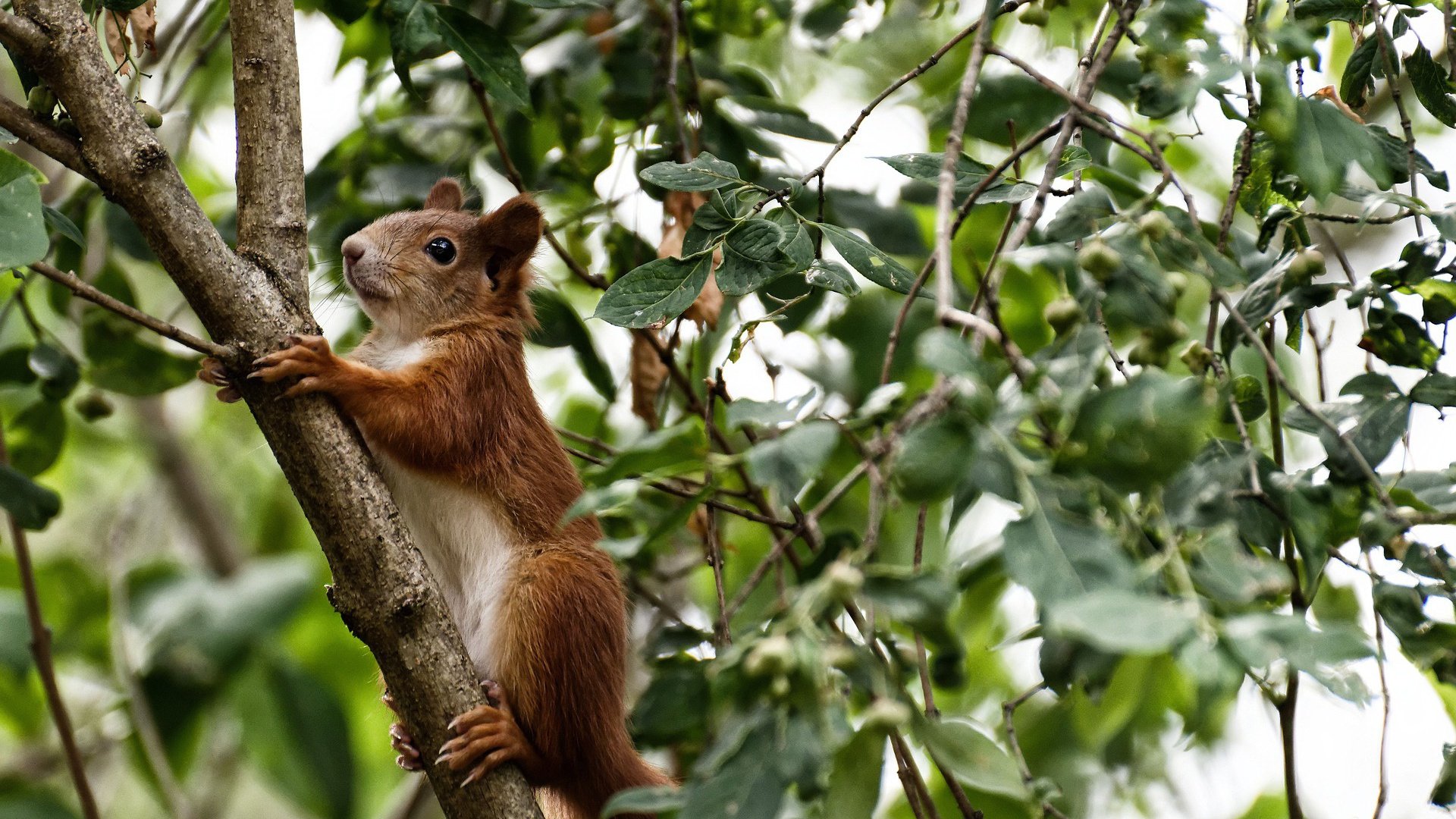 开云体育下载-城市篮球文化节设立主题馆展示篮球发展历史与未来展望，篮球馆愿景