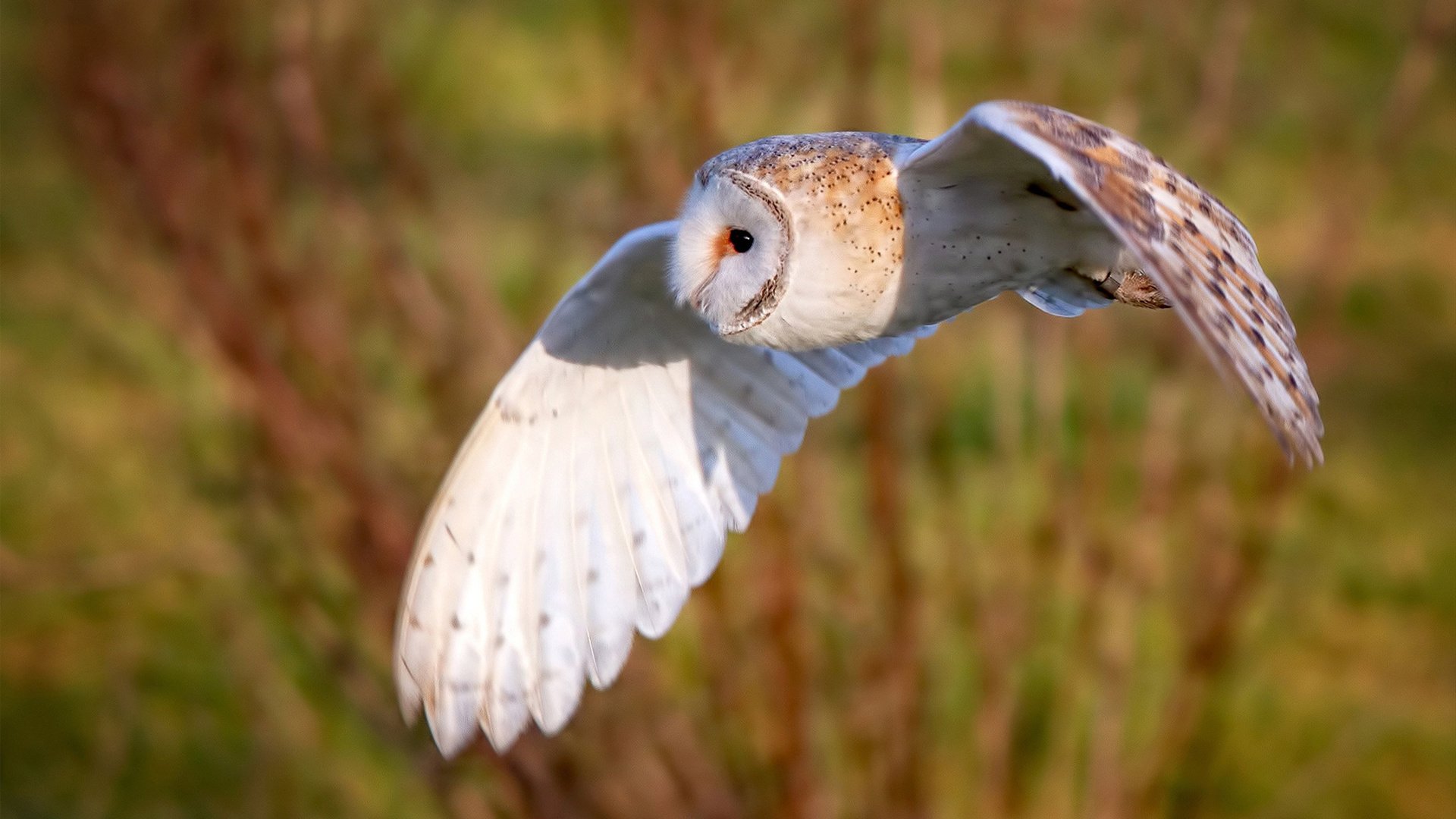 奥卡拉汉冲线速度惊艳全场，奥卡拉汉 回忆